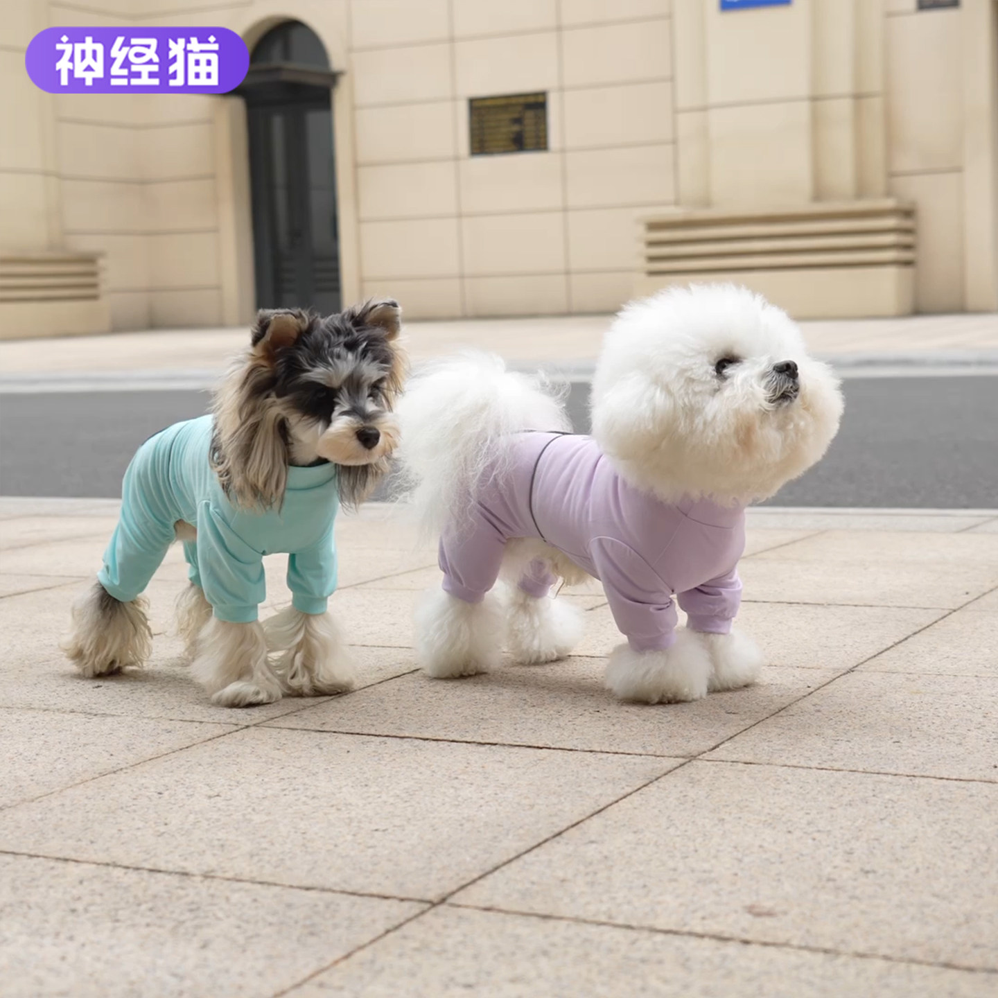 狗狗衣服春装防尘裤户外防脏宠物雪纳瑞小狗比熊小型中型犬冲锋衣图片