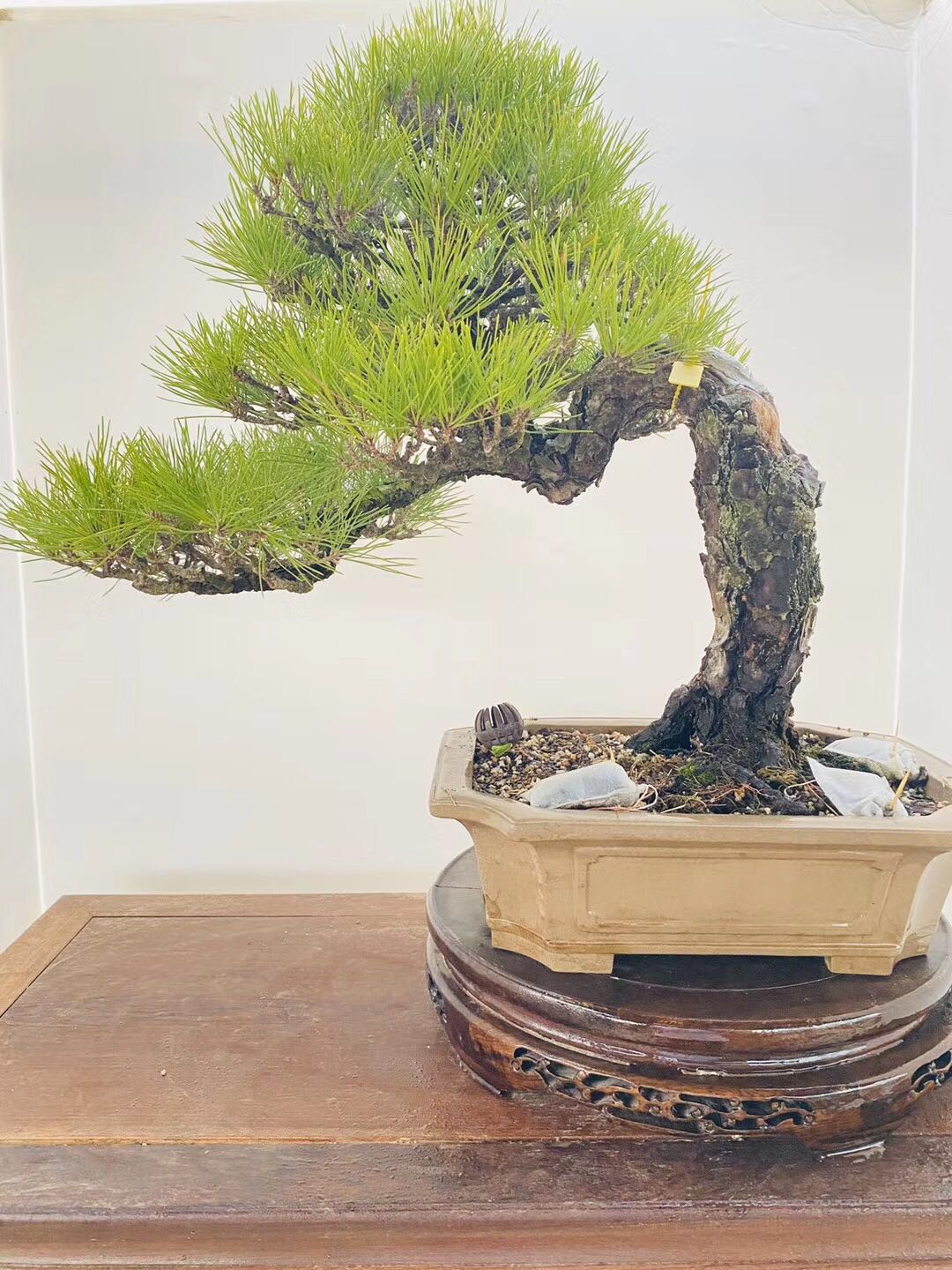 精品进口日本三河黑松盆景造型老桩 室内阳台庭院耐寒