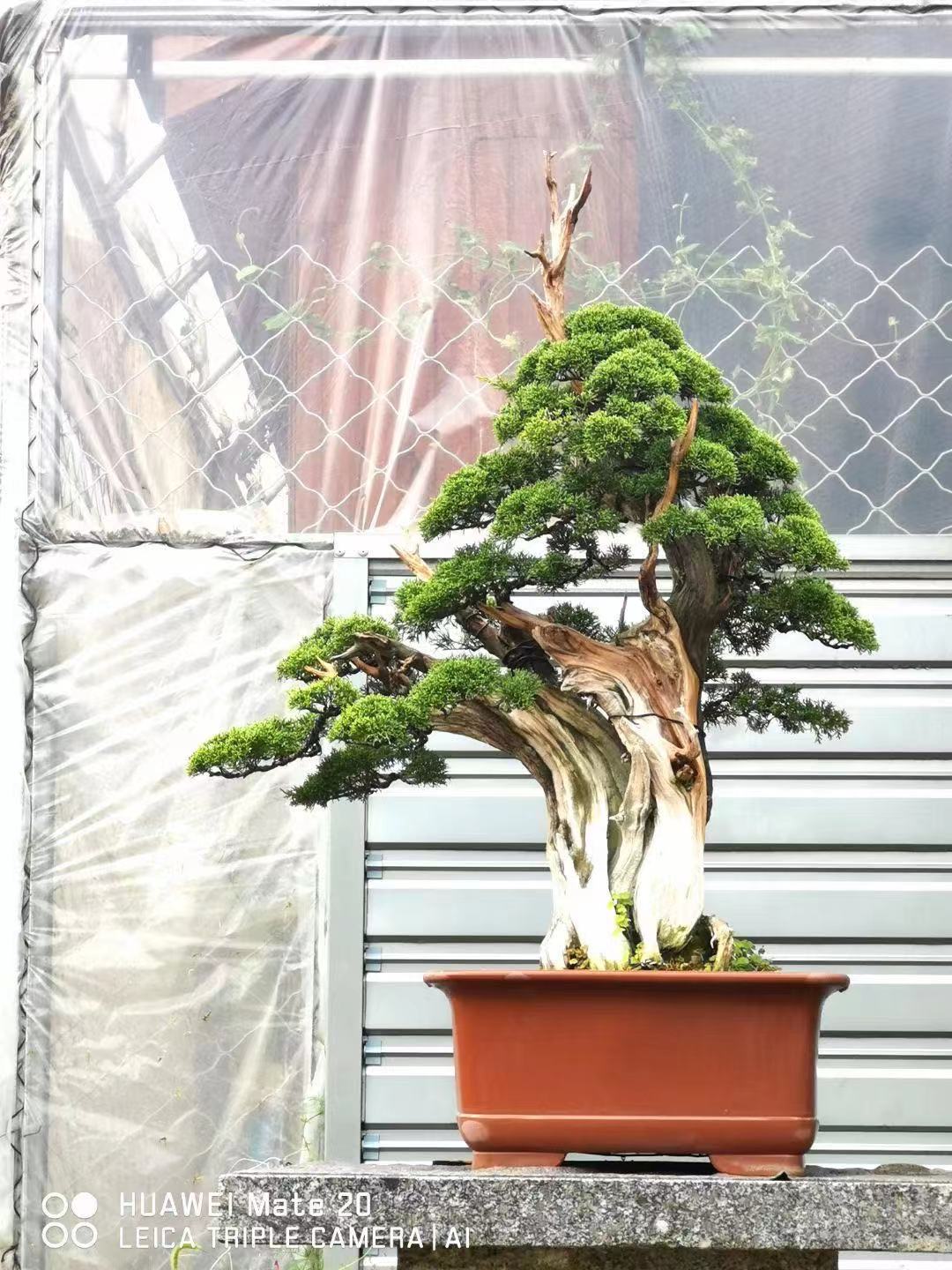大型济州真柏盆景大师作品花卉盆景展金奖作品庭院阳台摆四季常青