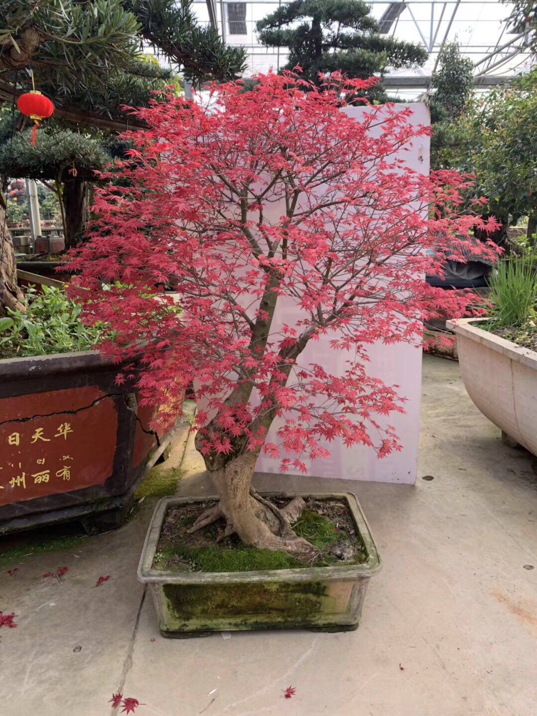 日本红枫造型盆景老桩盆景四季常青叶盆景植物红舞姬一物一拍