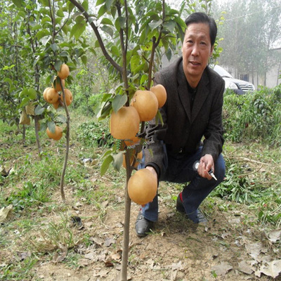 梨树苗彩虹南北方盆栽地木