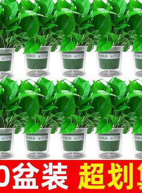 绿萝盆栽室内新房家用客厅绿植水培长藤大叶植物花卉盆栽绿箩好养