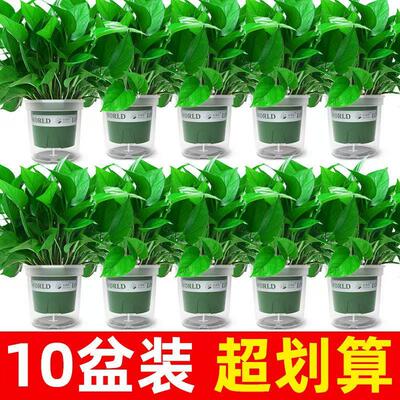 新房家用绿萝盆栽室内水培绿植