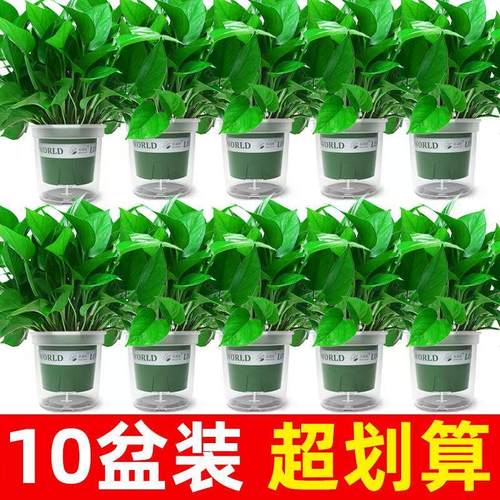 新房家用绿萝盆栽室内水培绿植