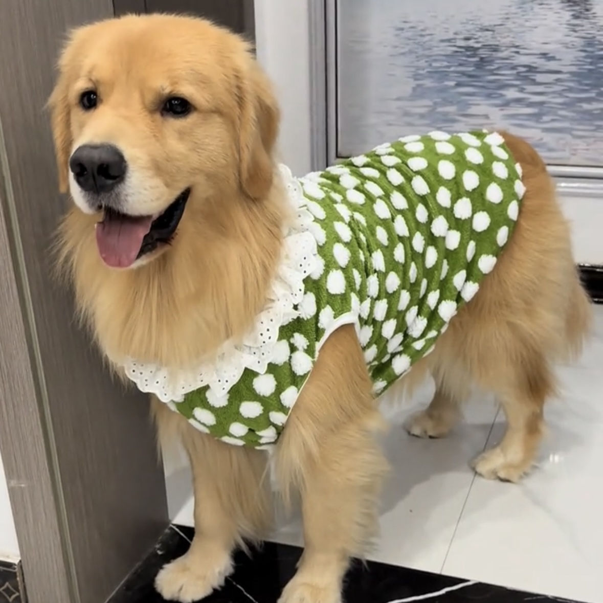 金毛大型犬衣服防掉毛可牵引秋冬季保暖背心萨摩耶柴犬柯基边牧