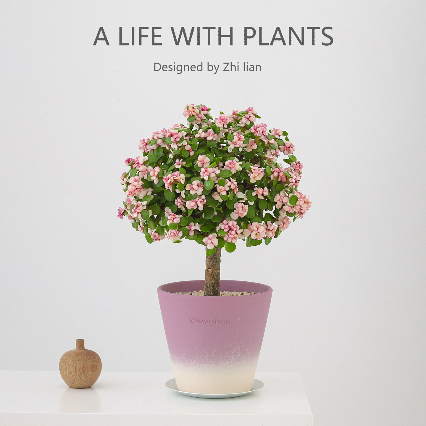 棒棒糖金枝玉叶盆栽工位绿植