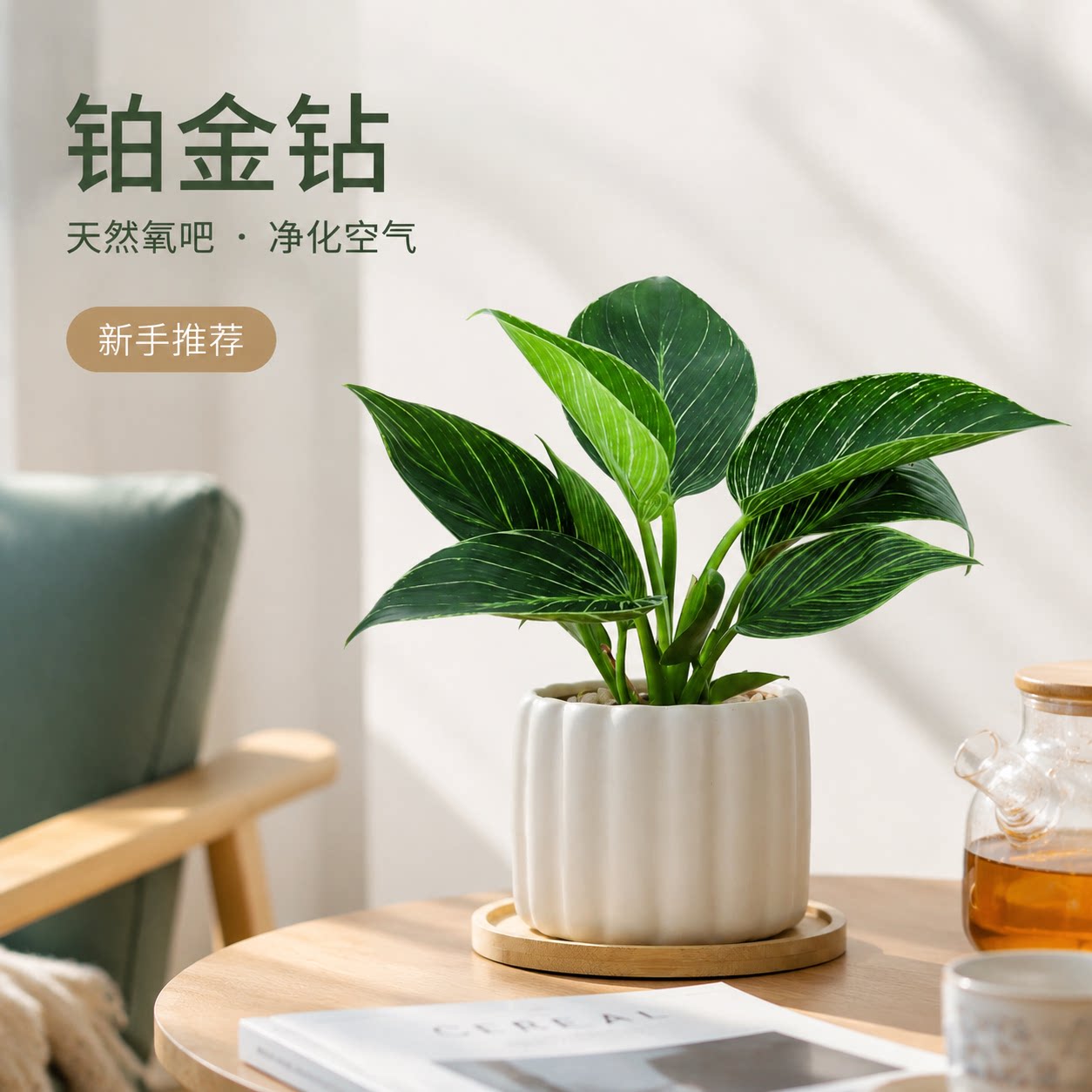 大叶铂金钻绿萝盆栽绿公主办公室内客厅桌面植物多肉蔓绿绒发财树