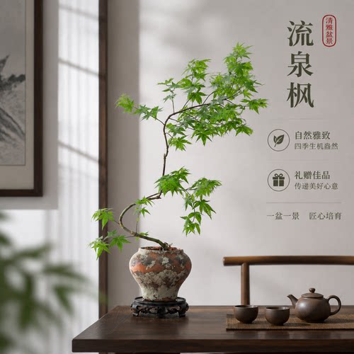 全网爆火网红同款流泉枫