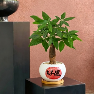 发财树盆栽室内植物招财树客厅办公桌面工位绿植懒人好养花卉盆景