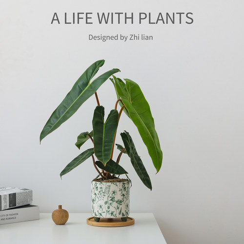 橙柄蔓绿绒盆栽室内植物