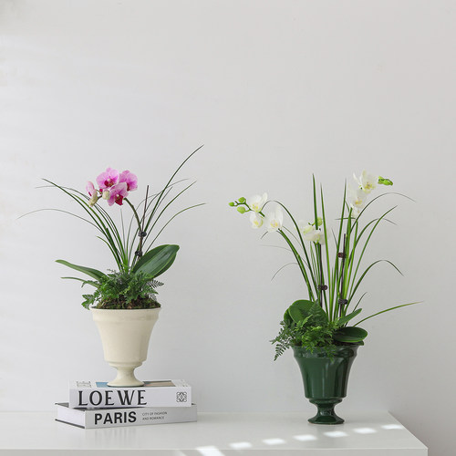 蝴蝶兰室内盆栽带花苞好养绿植