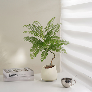 盆栽办公室内好养活 蓝花楹盆景桌面书房造型小阳台绿植网红植物款