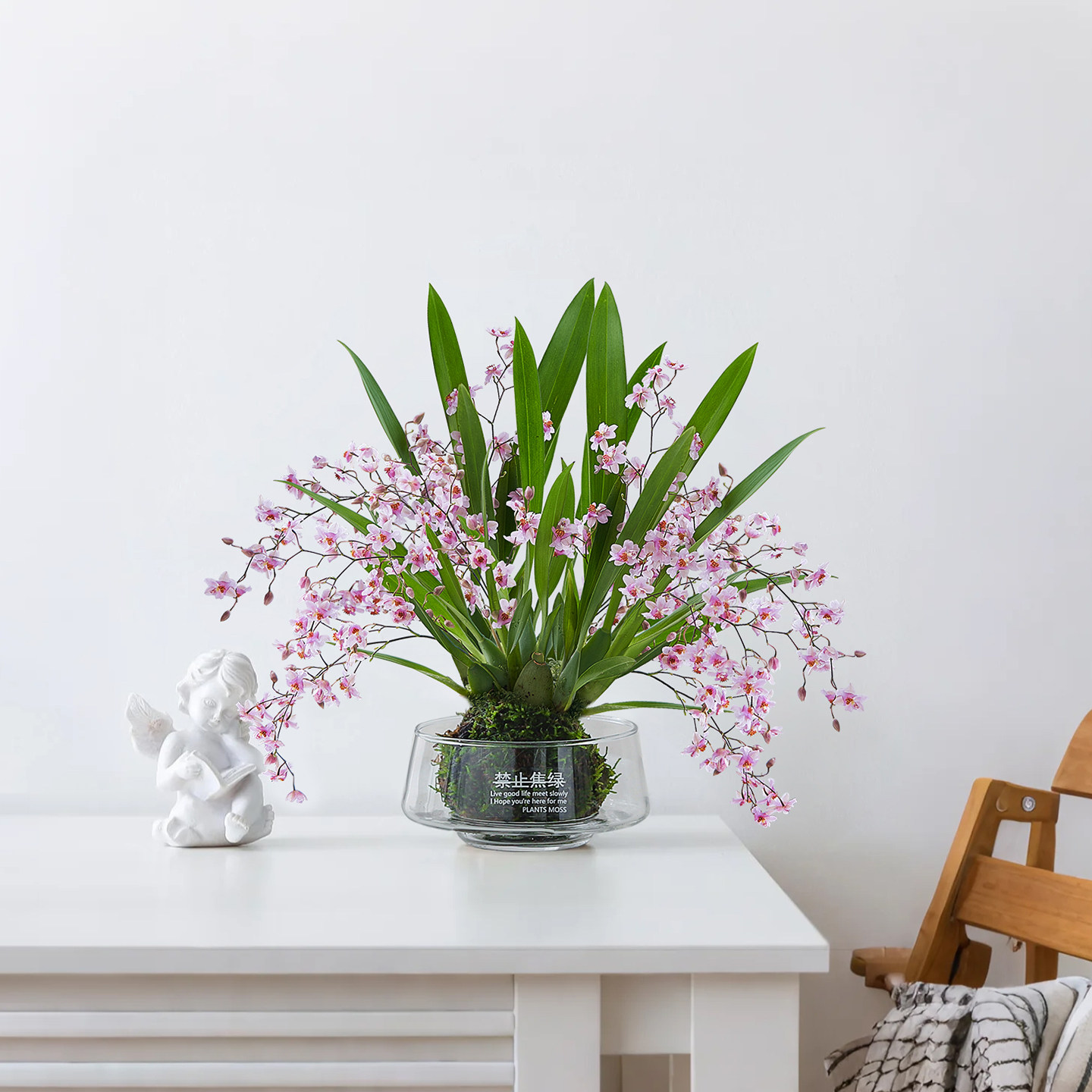 梦香兰苔藓球盆栽客厅桌面摆件绿植净化空气四季好养植物花卉盆景,鲜花速递/花卉仿真/绿植园艺,绿植,淘宝优惠券,粉丝福利购,淘宝优惠卷