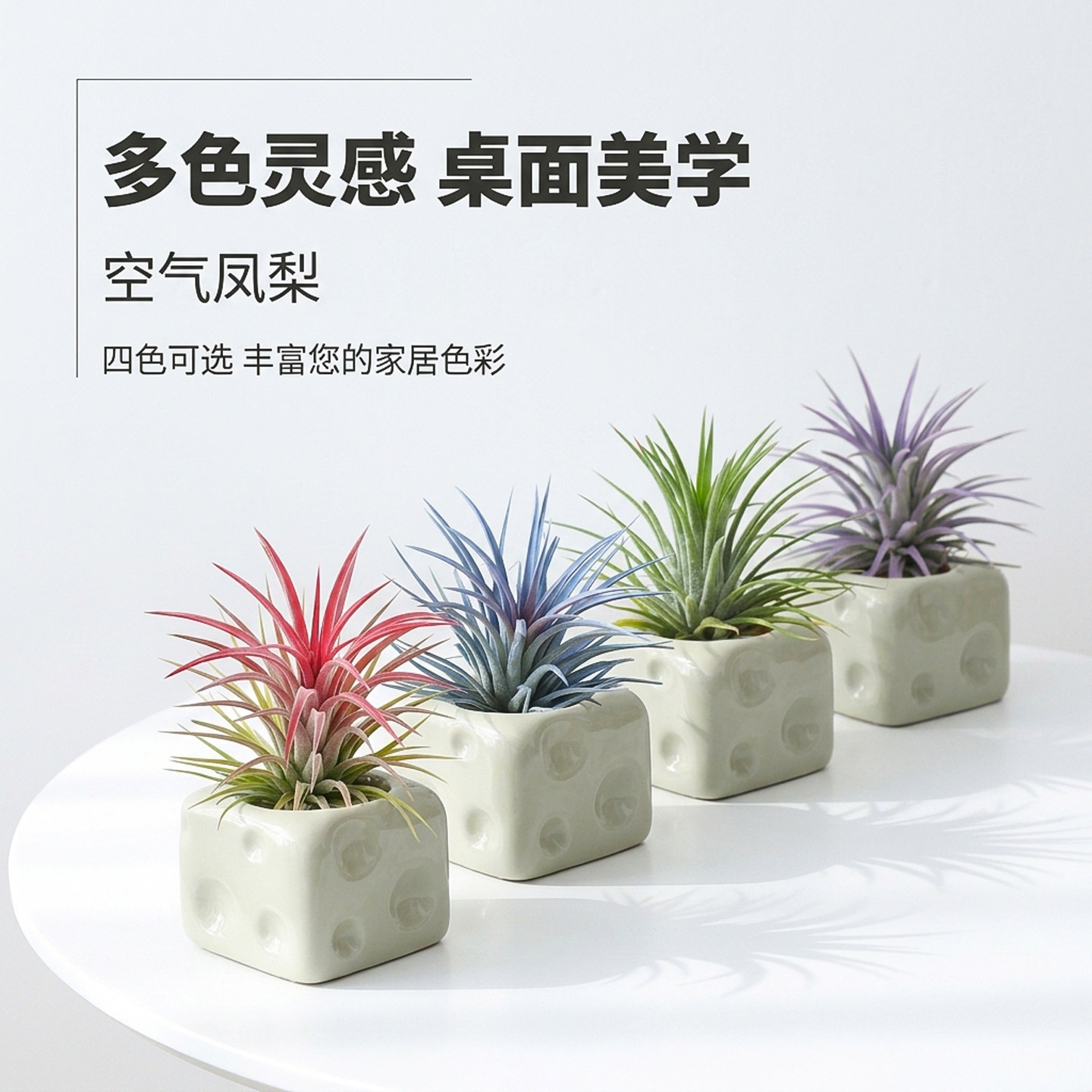 懒人空气凤梨无土好养桌面绿植图片