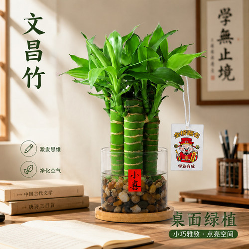 文昌竹4支富贵竹金榜题名