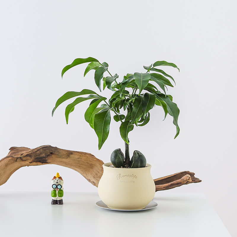 开心果绿元宝盆栽室内好养