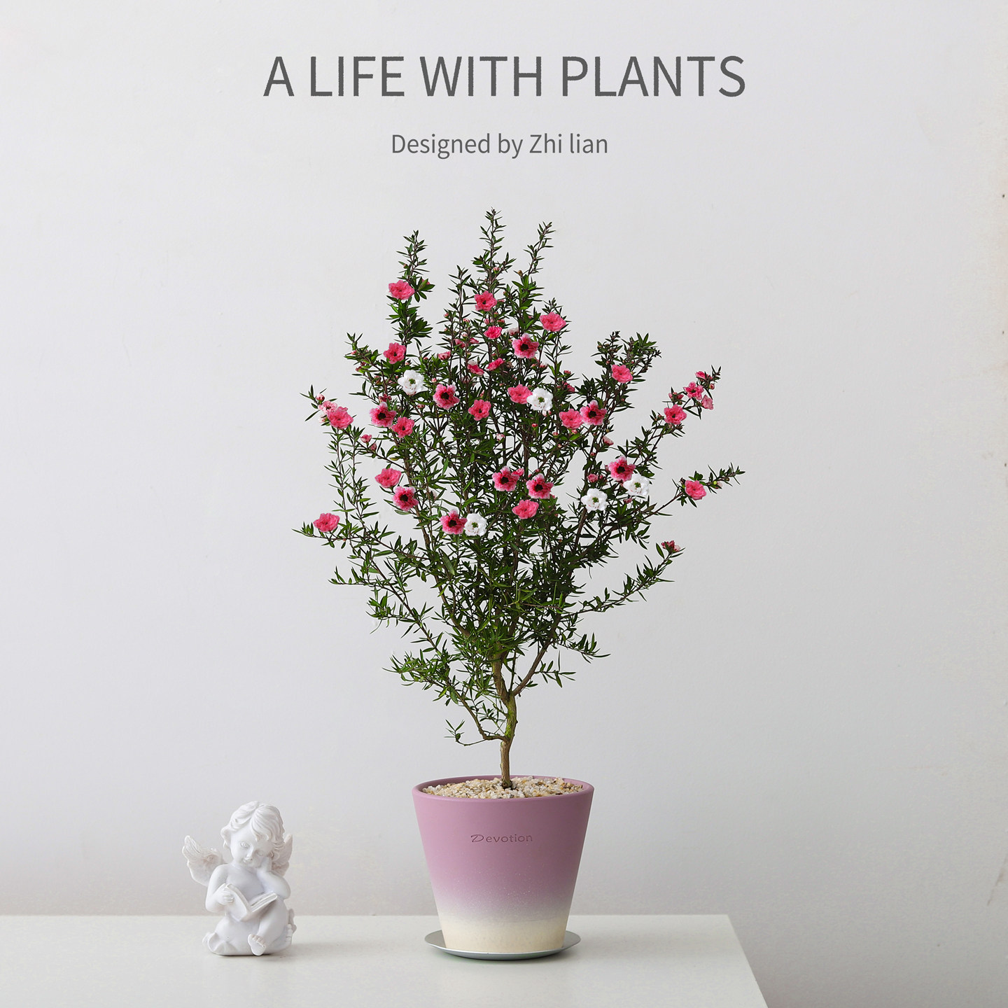 松红梅盆栽客厅室内耐寒绿植物书房庭院四季好养活冬季开花卉盆景,鲜花速递/花卉仿真/绿植园艺,绿植,淘宝优惠券,粉丝福利购,淘宝优惠卷