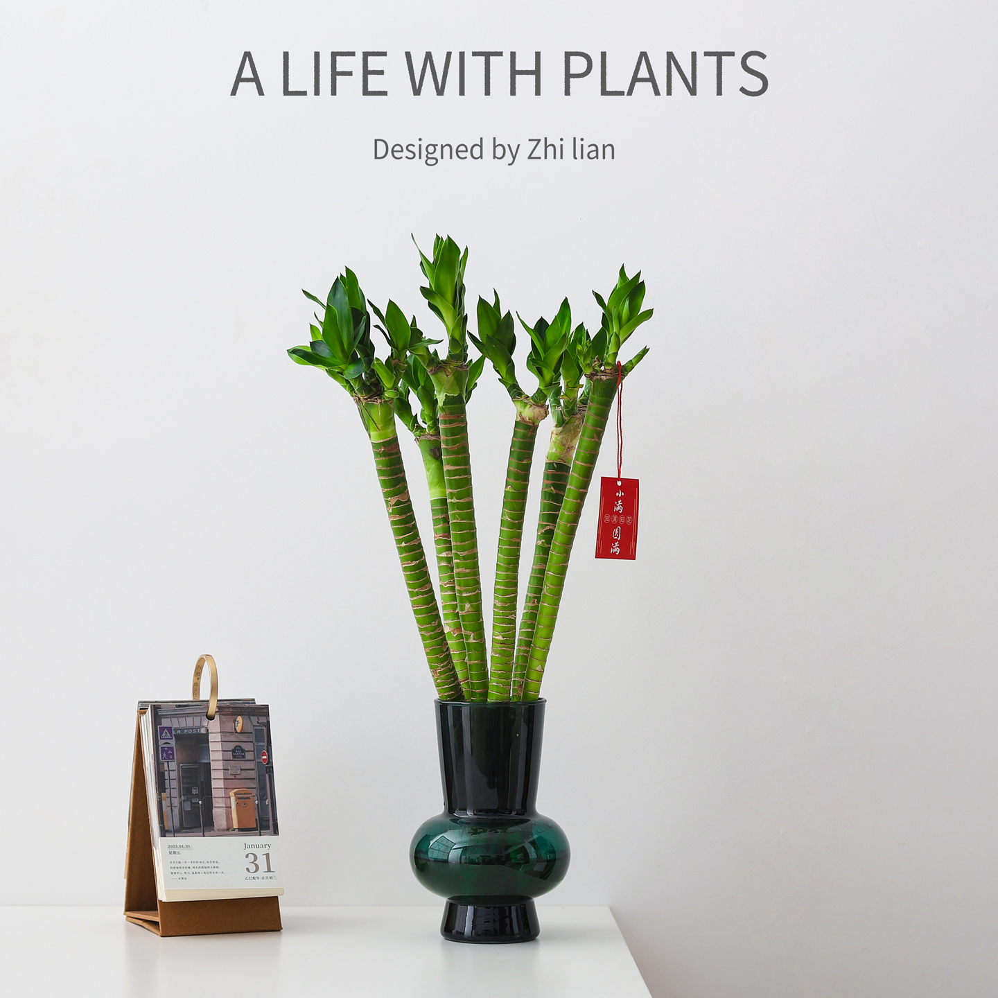 文昌竹盆栽龙竹观音竹转运绿植