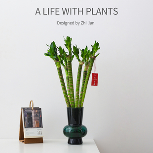 文昌竹盆栽龙竹观音竹转运富贵竹室内办公室内桌面水培绿植物花卉