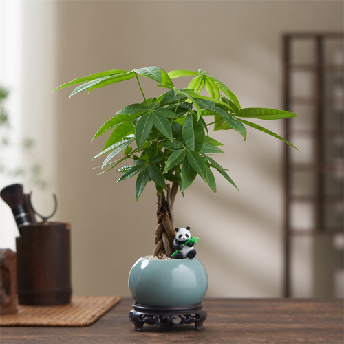 发财树客厅桌面四季好养植物