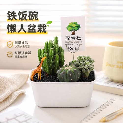 【铁饭碗】沙漠便当仙人掌万重山多肉绿植物DIY小盆栽入职毕业礼