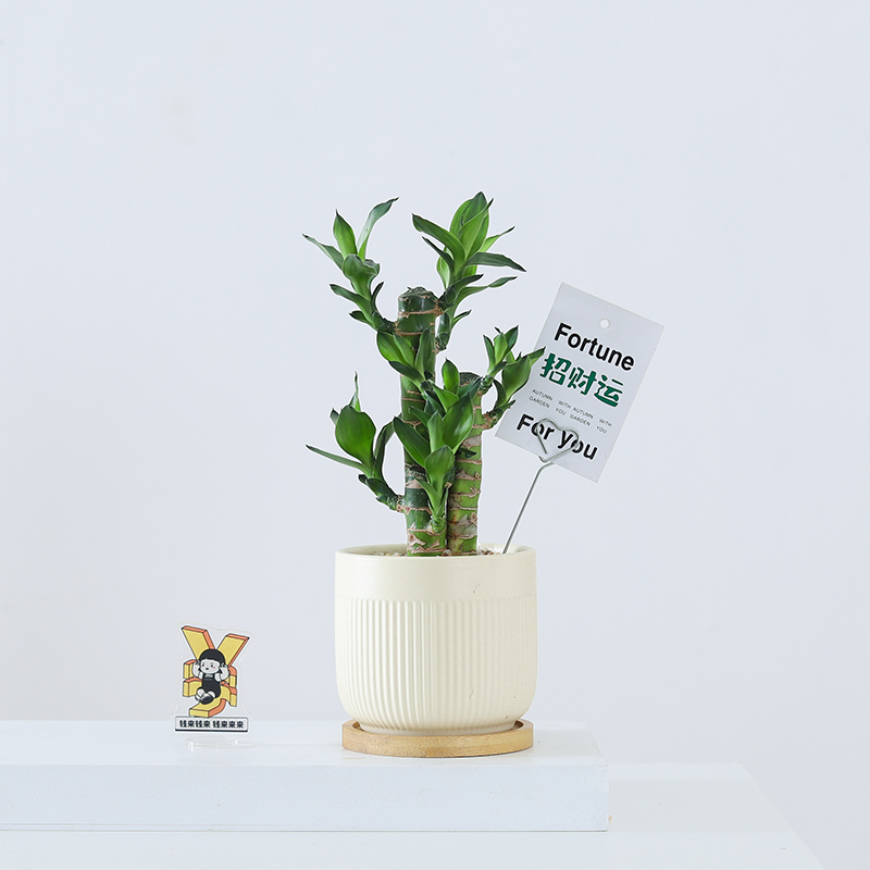 富贵竹盆栽室内植物净化空气