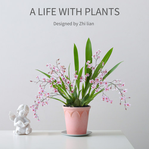 梦香兰盆栽室内绿植盆景