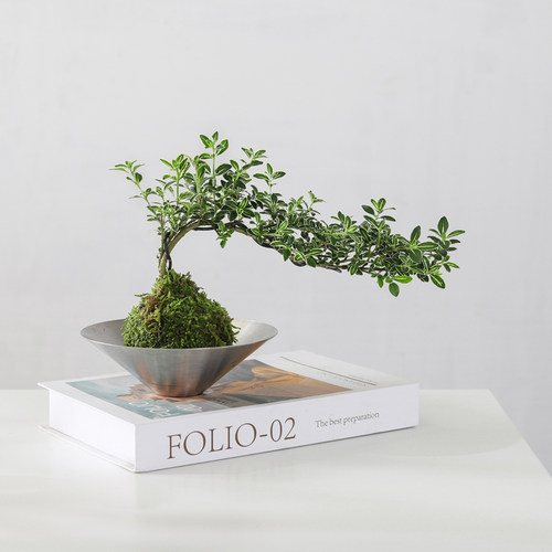 苔藓球六月雪水培室内桌面盆栽