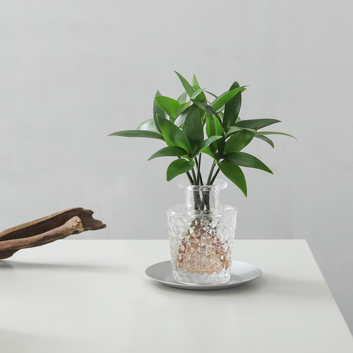 净化空气好养懒人竹柏绿植盆景