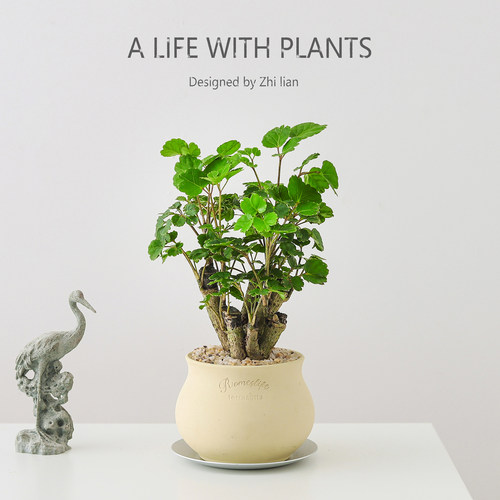 钱多多室内绿植盆栽四季常青送礼