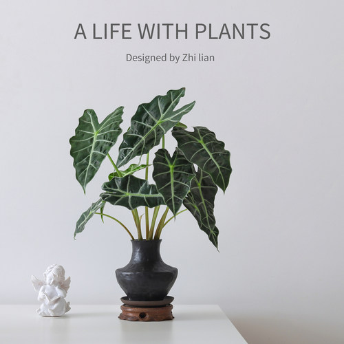 大仙女海芋水培盆栽净化空气绿植