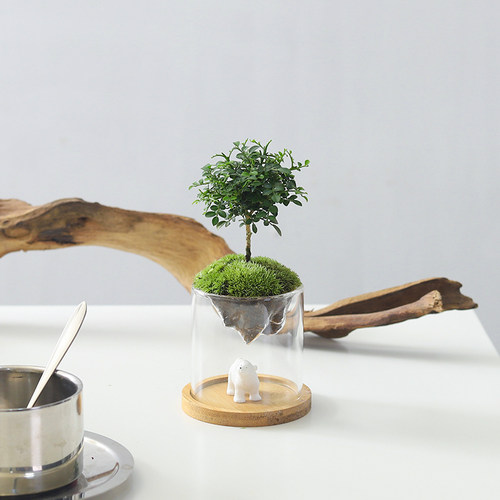 苔藓微景观好养易活礼物