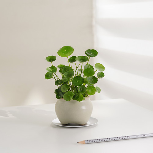 净化空气盆景铜钱草水培植物