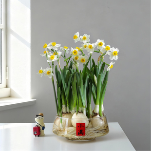 漳州水仙花盆栽室内水培植物办公室桌面净化空气绿植盆景年宵花卉