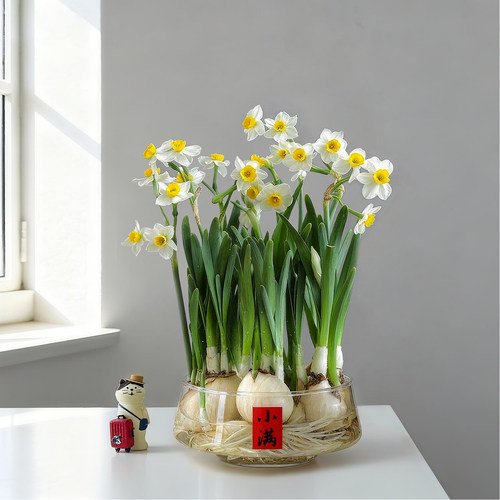 漳州水仙花盆栽净化空气绿植