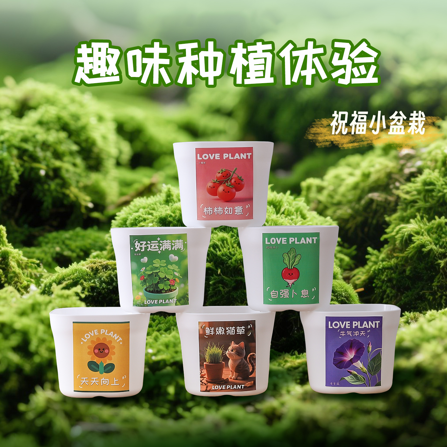 趣味种植体验盆栽植物盆栽