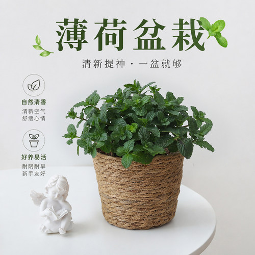 疯长易爆盆新手闭眼养的薄荷