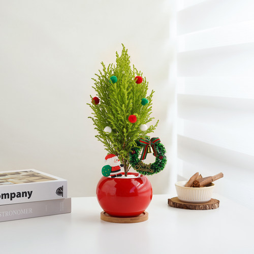 【超10万+人种草】全网爆款香松