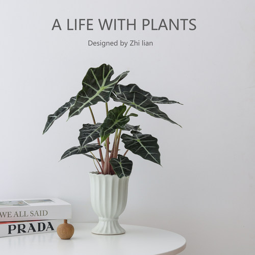 大仙女海芋盆栽中古风工位绿植