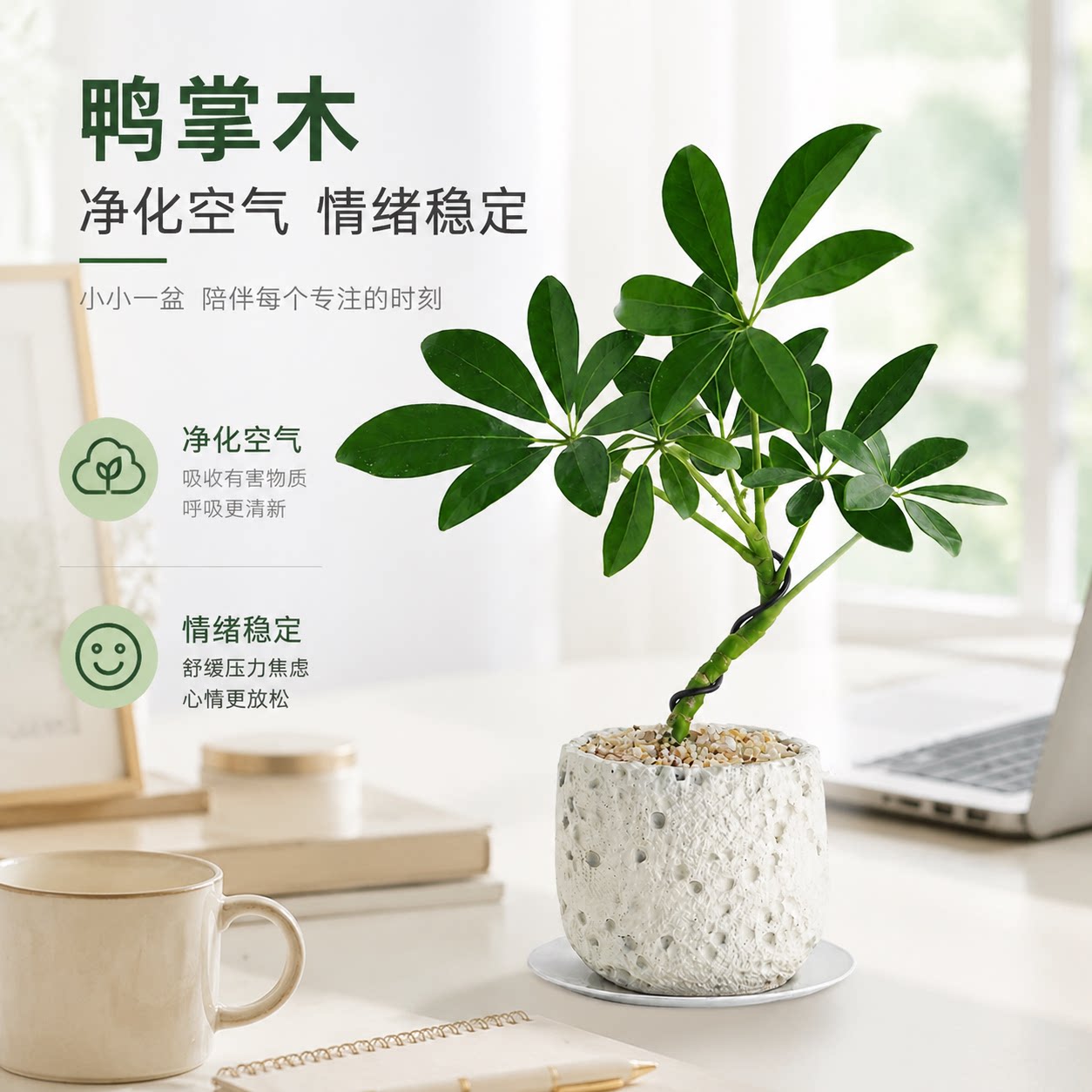 八方来财鸭掌木越养越旺图片