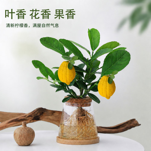 告别泥土，清水养出天然香氛绿植