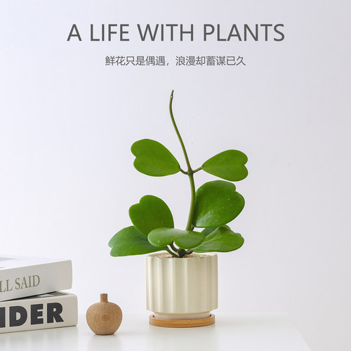 心叶球兰盆栽多肉植物绿植