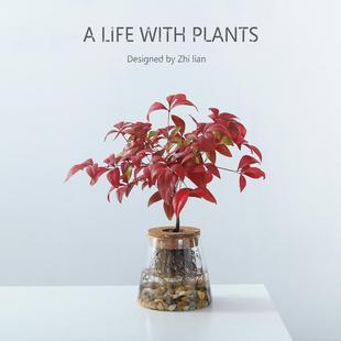 南天竹盆栽观叶好养懒人水培绿植物净化空气客厅办公桌面盆景摆件