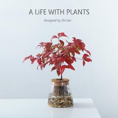 南天竹盆栽水培植物室内桌面