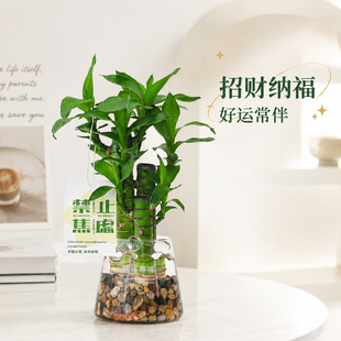 节节高富贵竹子水培绿植物办公室内桌面盆栽懒人四季好养净化空气