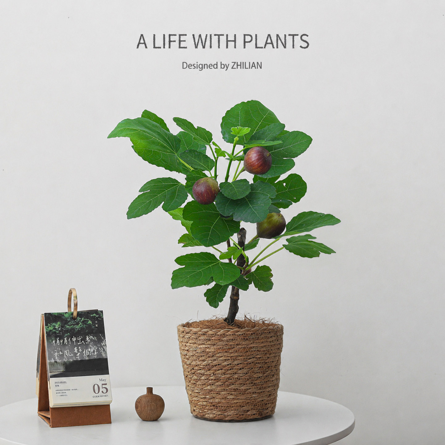 【带果发货】无花果树苗盆栽室内绿植四季植物格莱斯波姬红花卉红