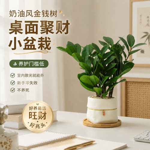 金钱树懒人好养散光养护不易黄叶