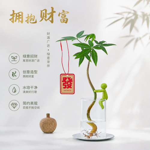 情绪治愈绿植水培招财发财树