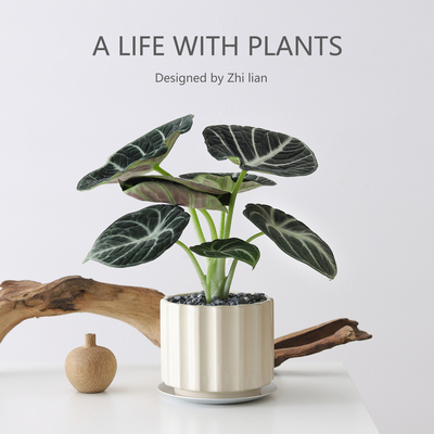 黑天鹅海芋盆栽办公室好养活绿植