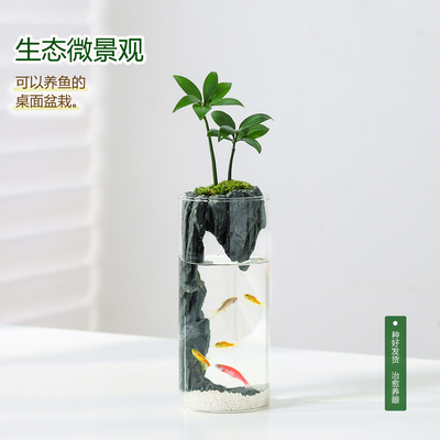 竹柏苔藓微景观生态瓶小鱼缸